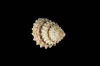 藏品(金塔玉黍螺)的圖片